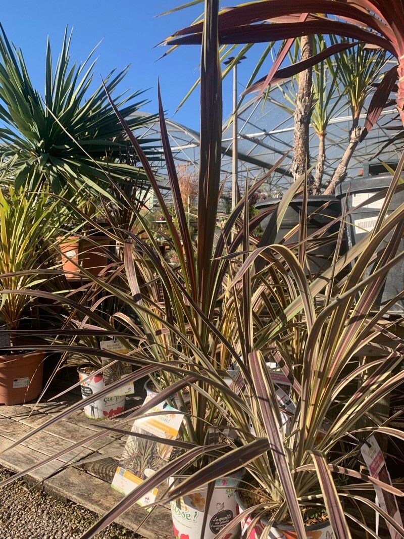 Cordyline banksii habit