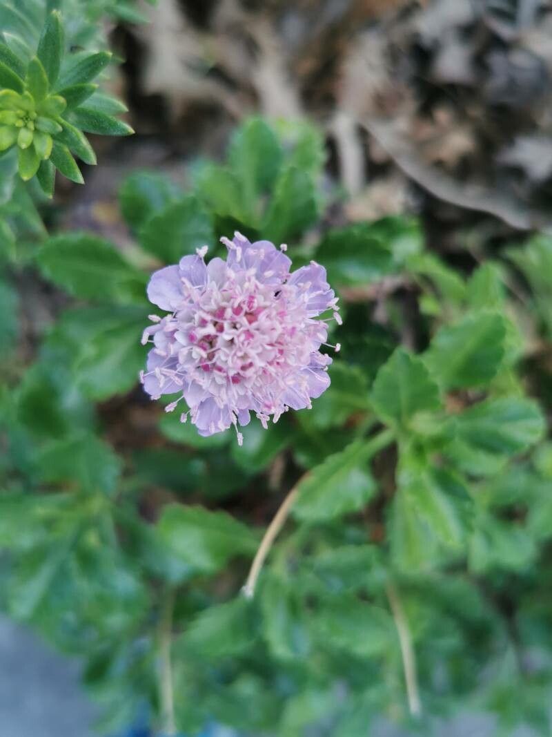 Scabiosa farinosa flower