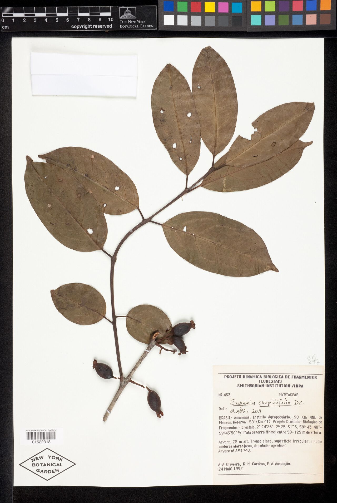 Eugenia joseramosii — houseplant care guide