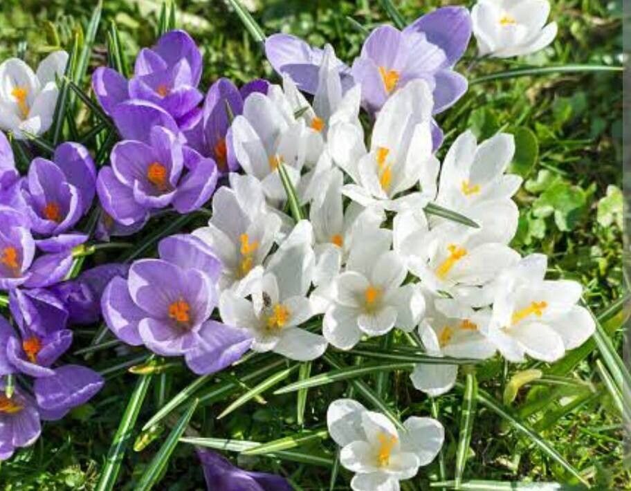 Crocus etruscus flower