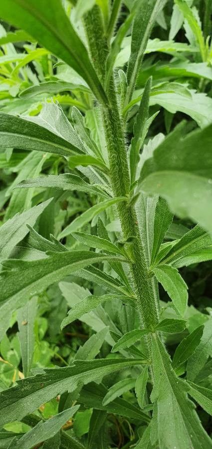 Conyza sumatrensis bark