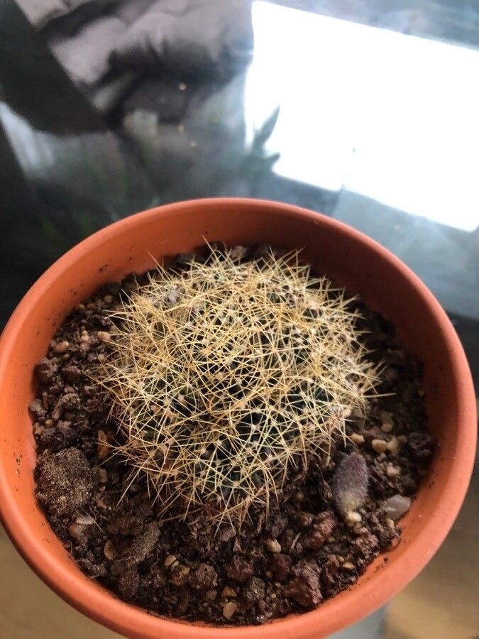 Mammillaria decipiens bark