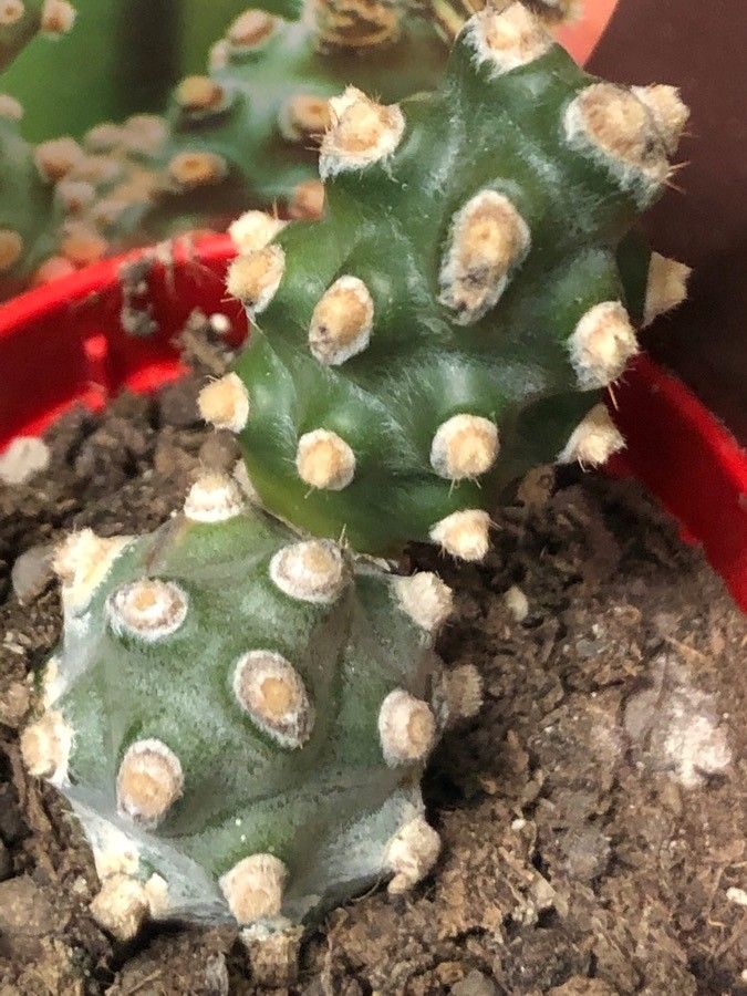 Tephrocactus molinensis leaf
