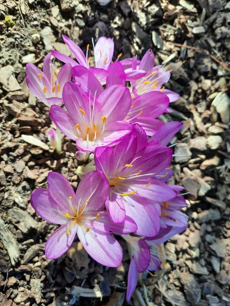 Colchicum cilicicum flower