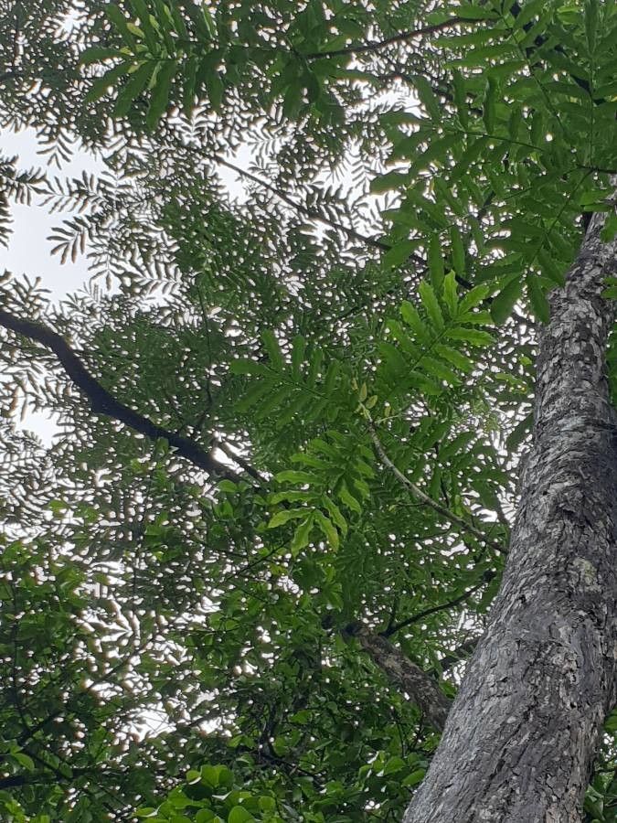 Peronema canescens — houseplant care guide