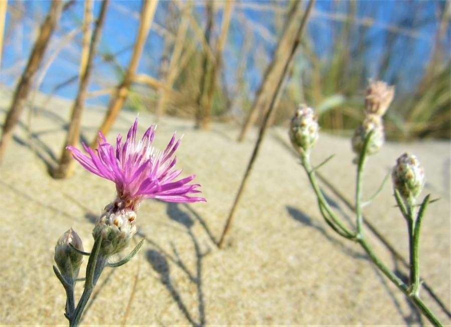 Centaurea euxina — houseplant care guide