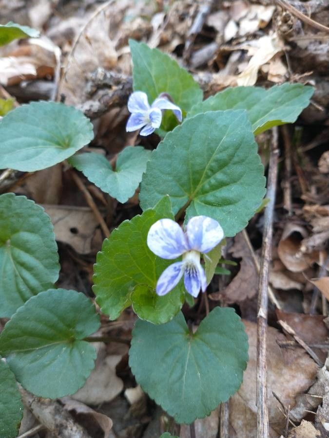 Viola cucullata flower
