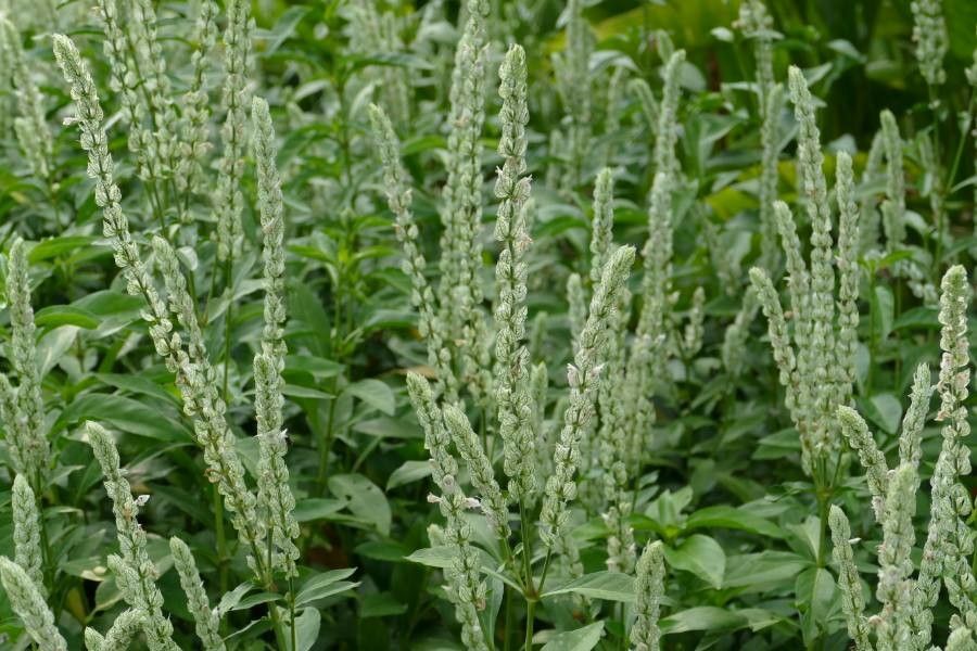 Justicia betonica flower