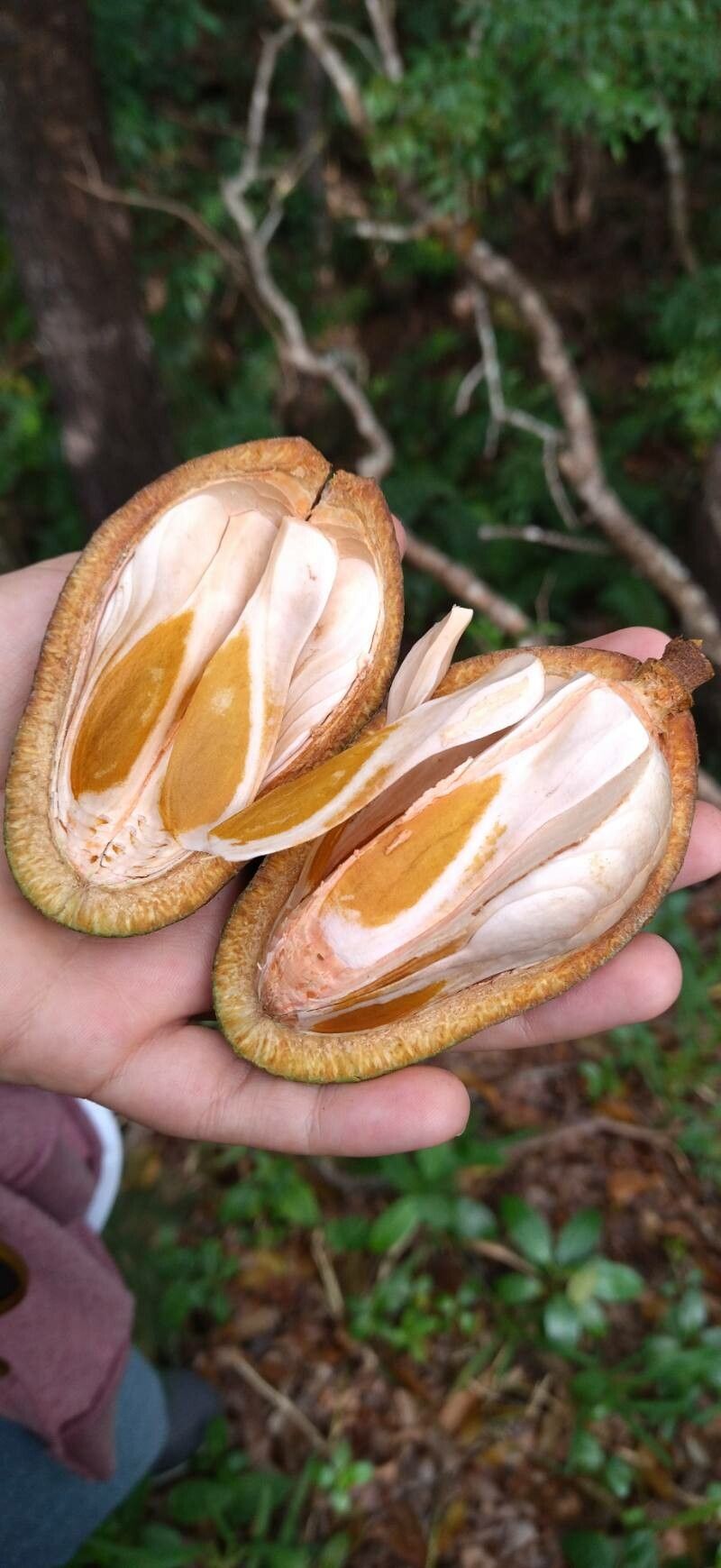 Swietenia mahagoni fruit