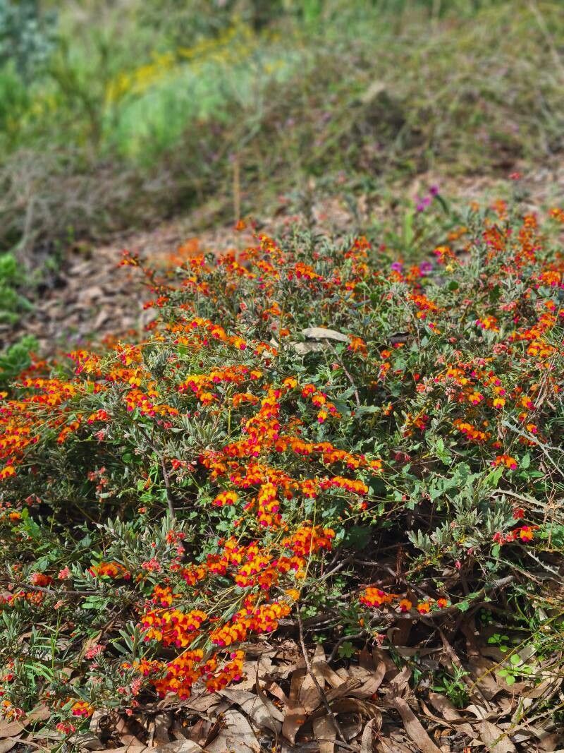 Chorizema varium habit