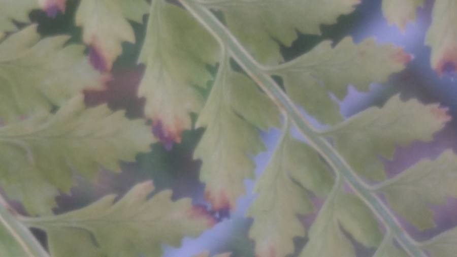 Arachniodes standishii leaf