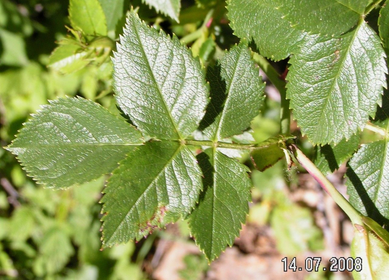 Rosa coriifolia leaf