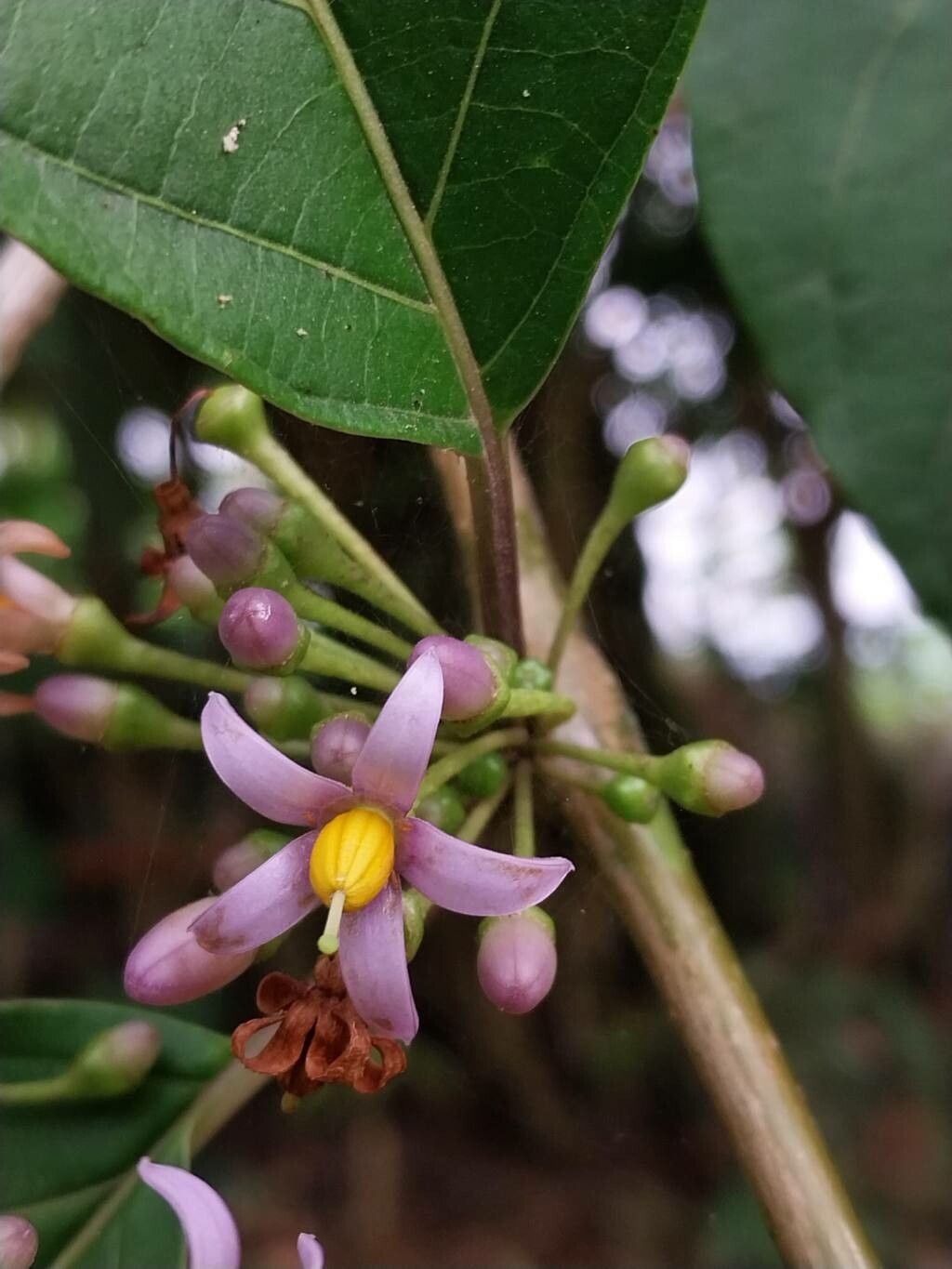 Lycianthes synanthera — search result for 'Lycianthes'