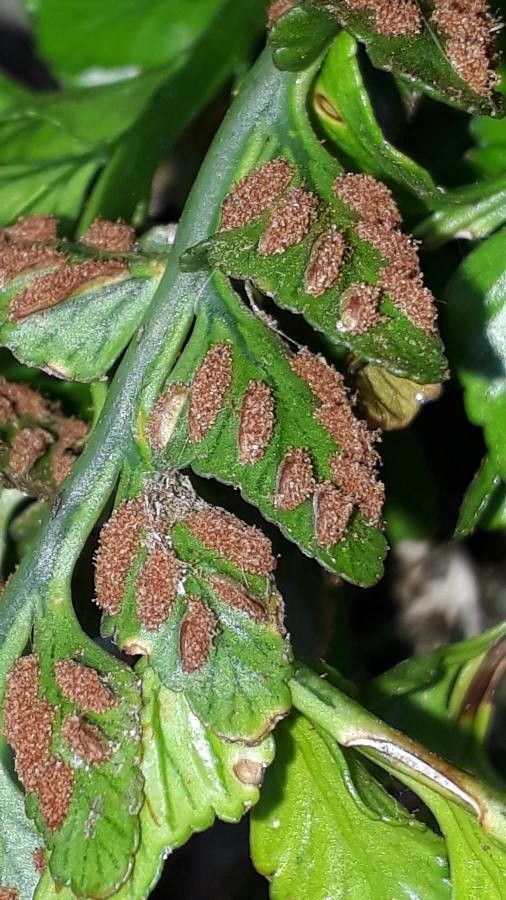 Asplenium marinum flower