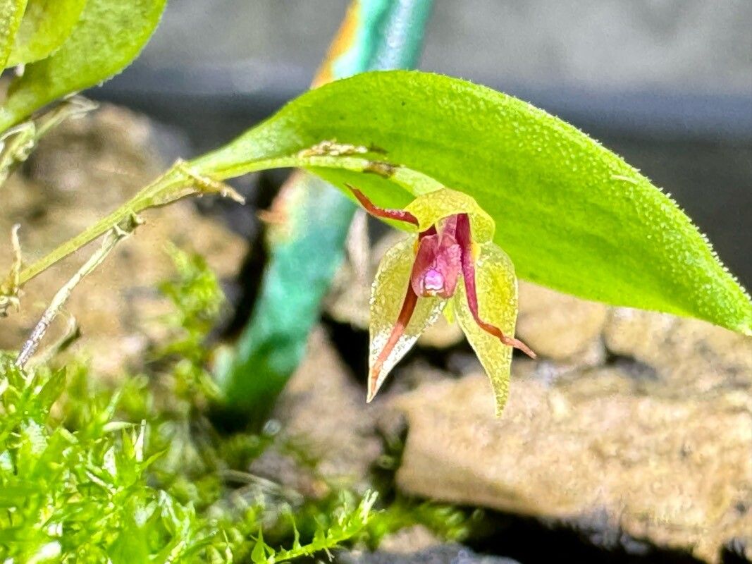 Lepanthes teretipetala — houseplant care guide