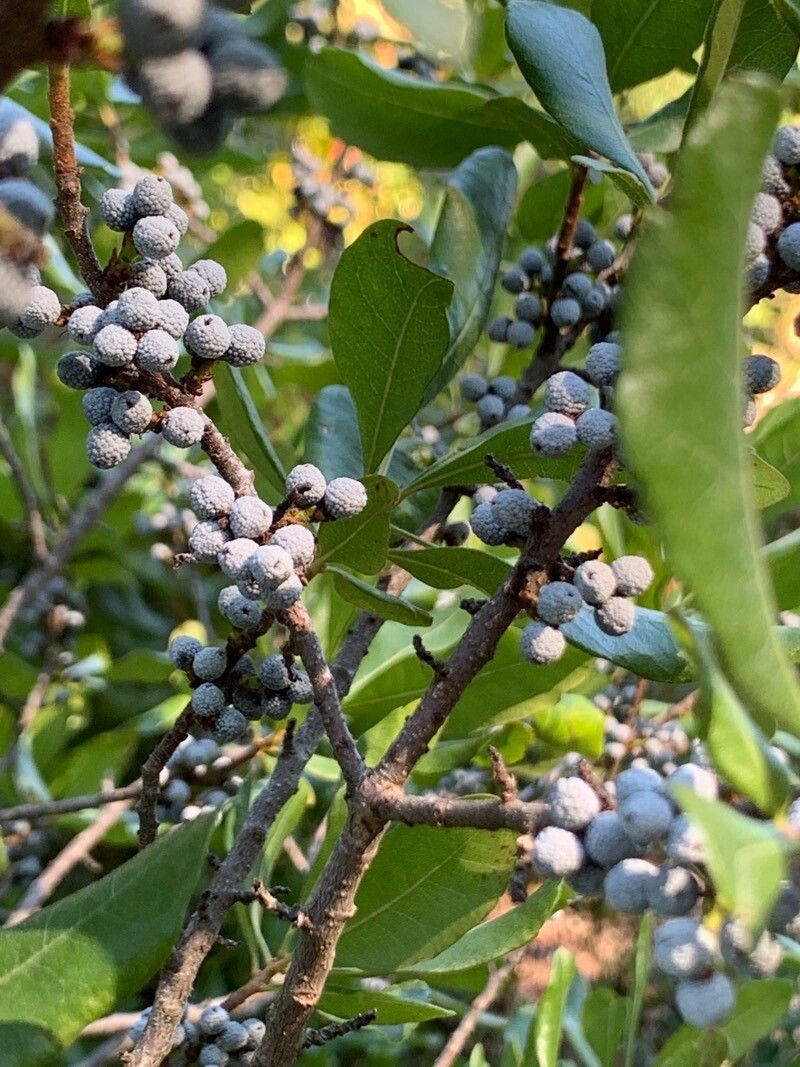 Myrica pensylvanica fruit