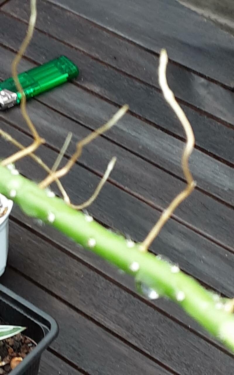 Selenicereus grandiflorus bark