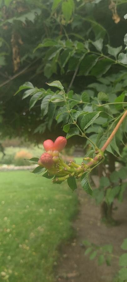 Campsis x tagliabuana fruit