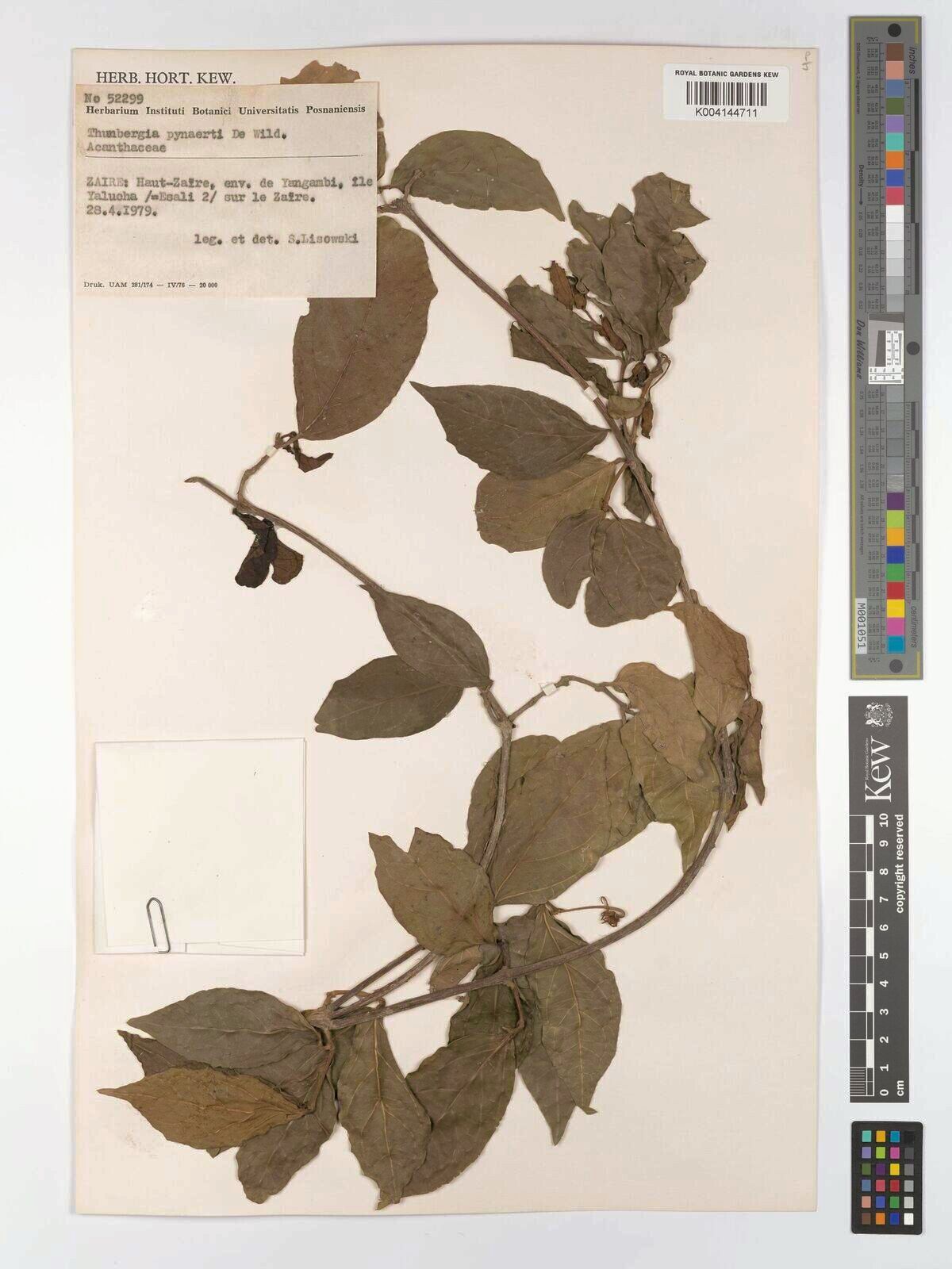 Thunbergia liebrechtsiana — search result for 'Thunbergia'