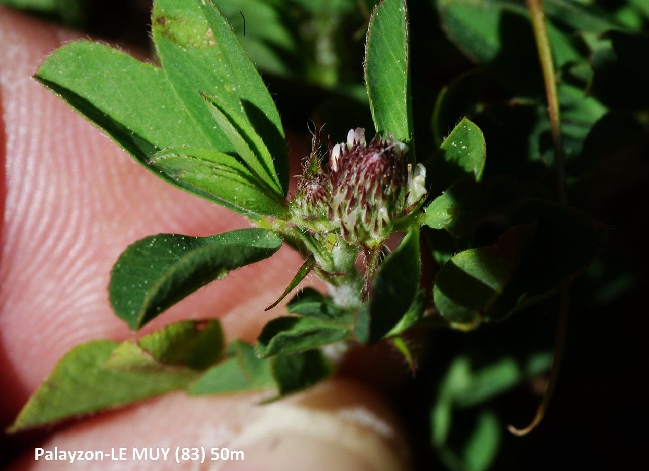 Trifolium bocconei habit
