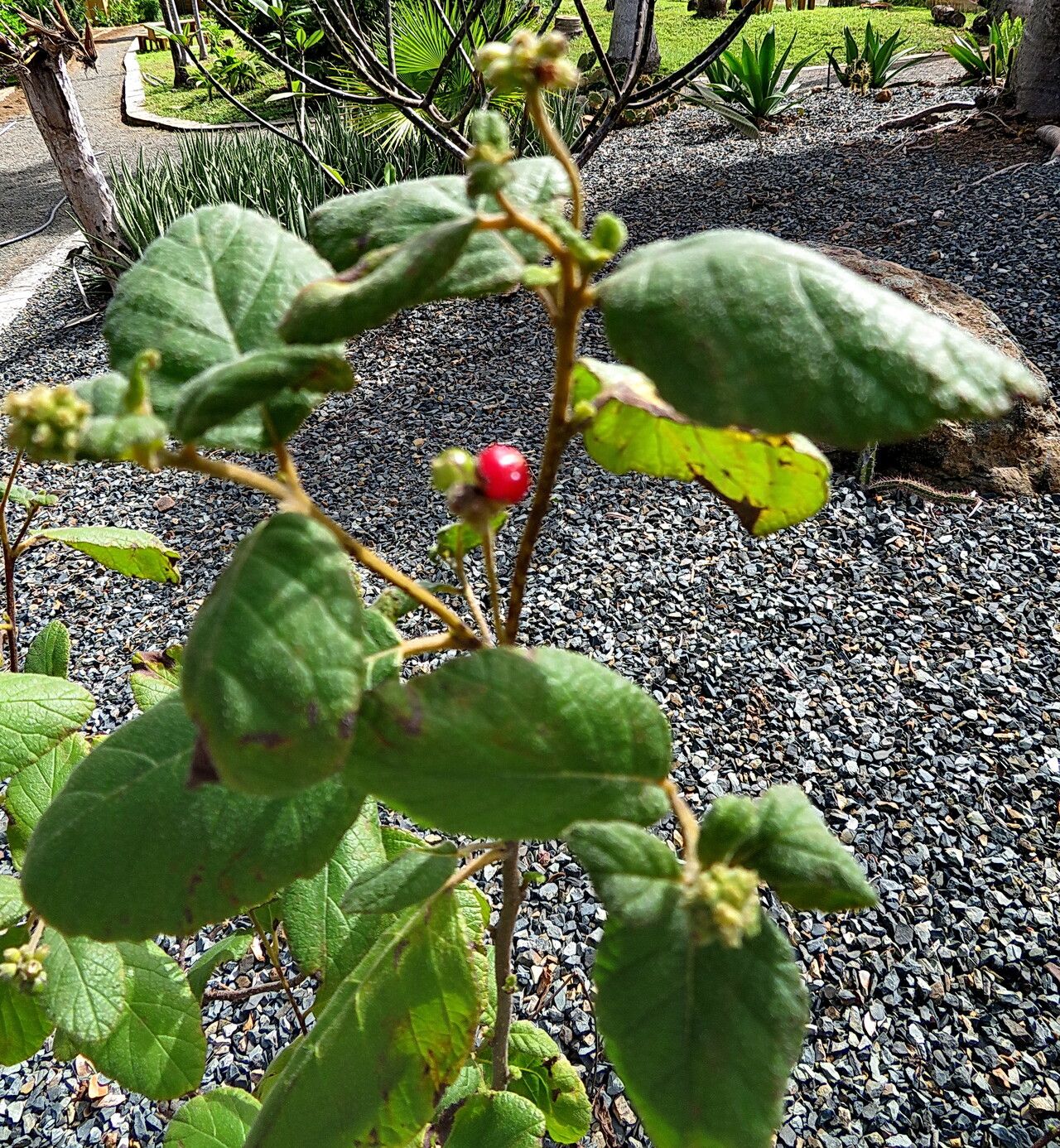 Cordia rupicola habit