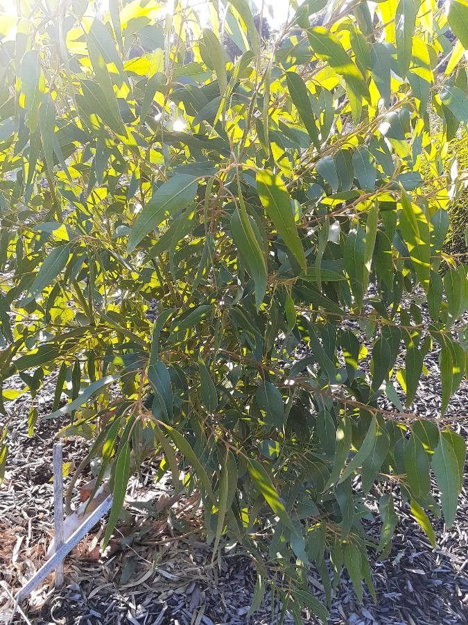 Eucalyptus pterocarpa habit