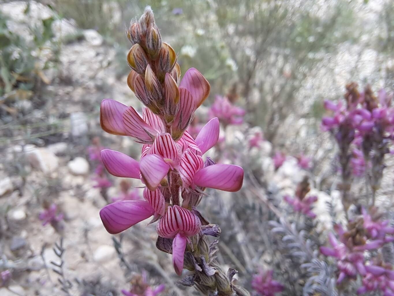Onobrychis stenorhiza flower