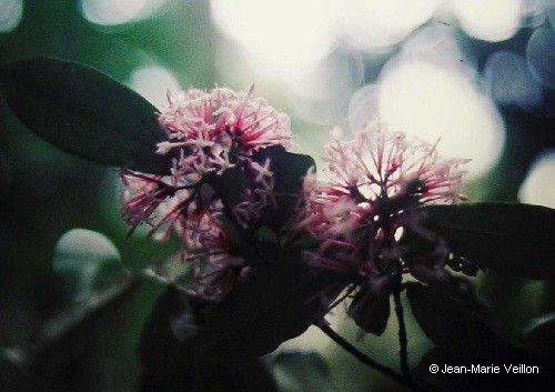Ixora schlechteri flower