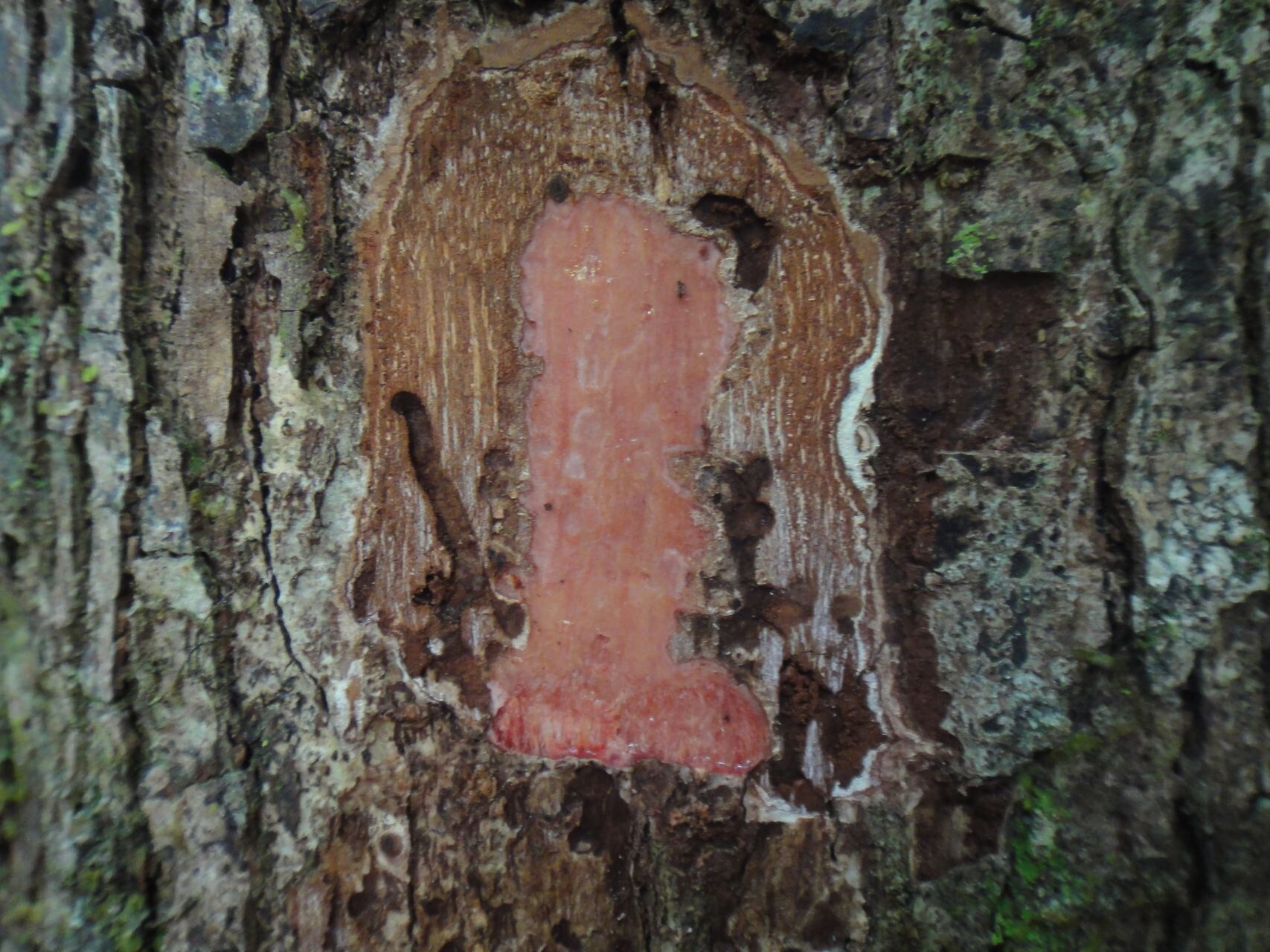 Canarium trifoliolatum — search result for 'Canarium'