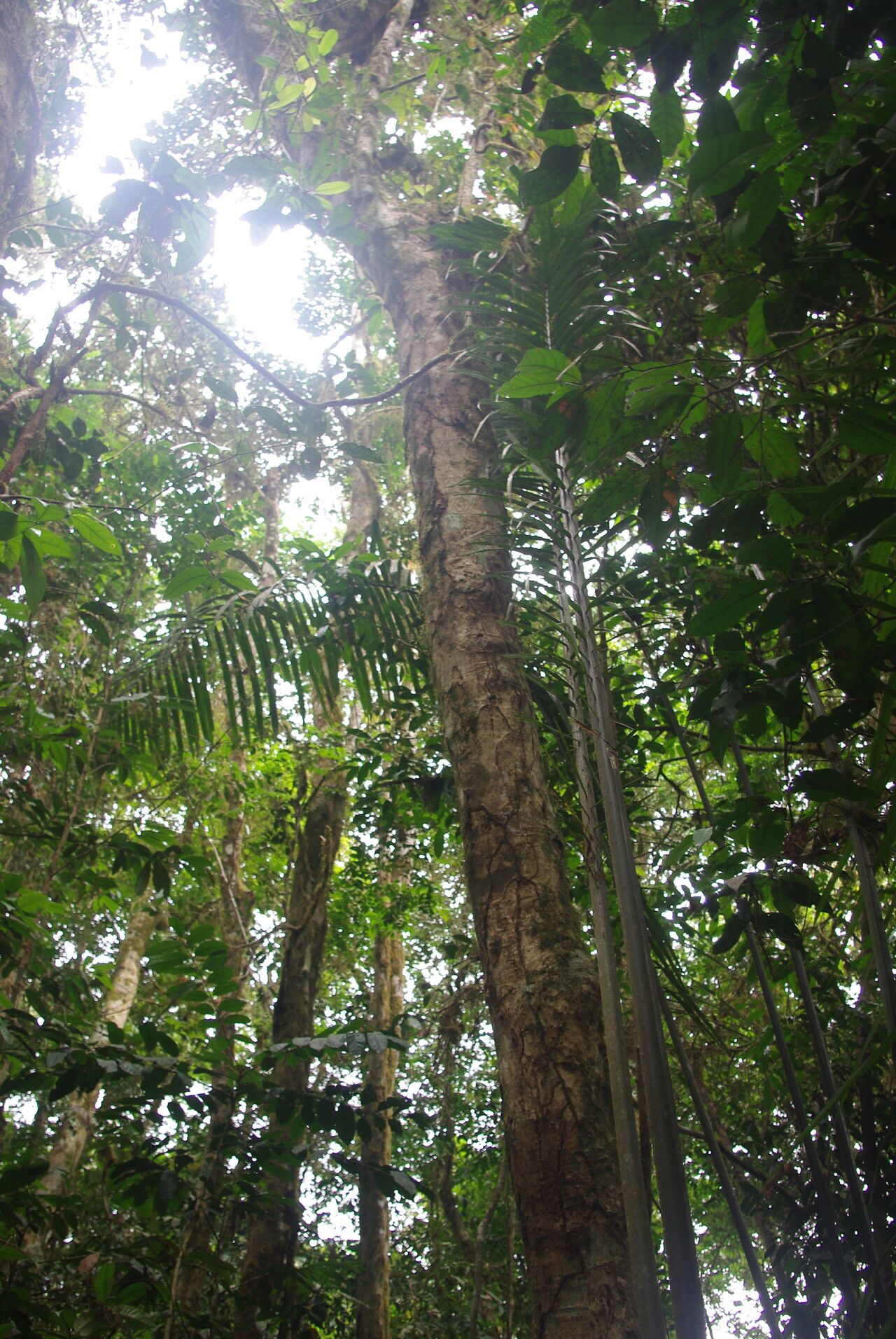 Raphia regalis habit