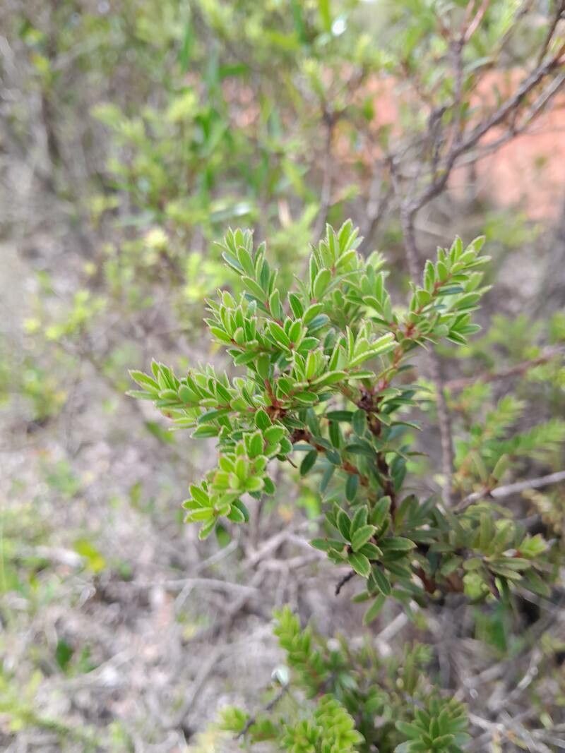 Vaccinium madagascariense leaf