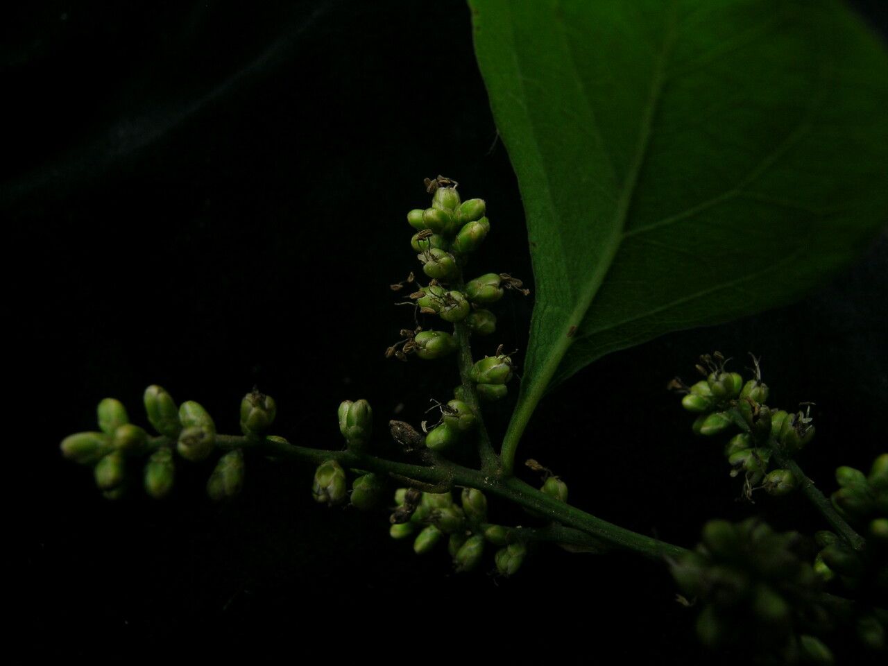 Bosea amherstiana — related species from the same genus