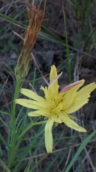 Scorzonera humilis flower