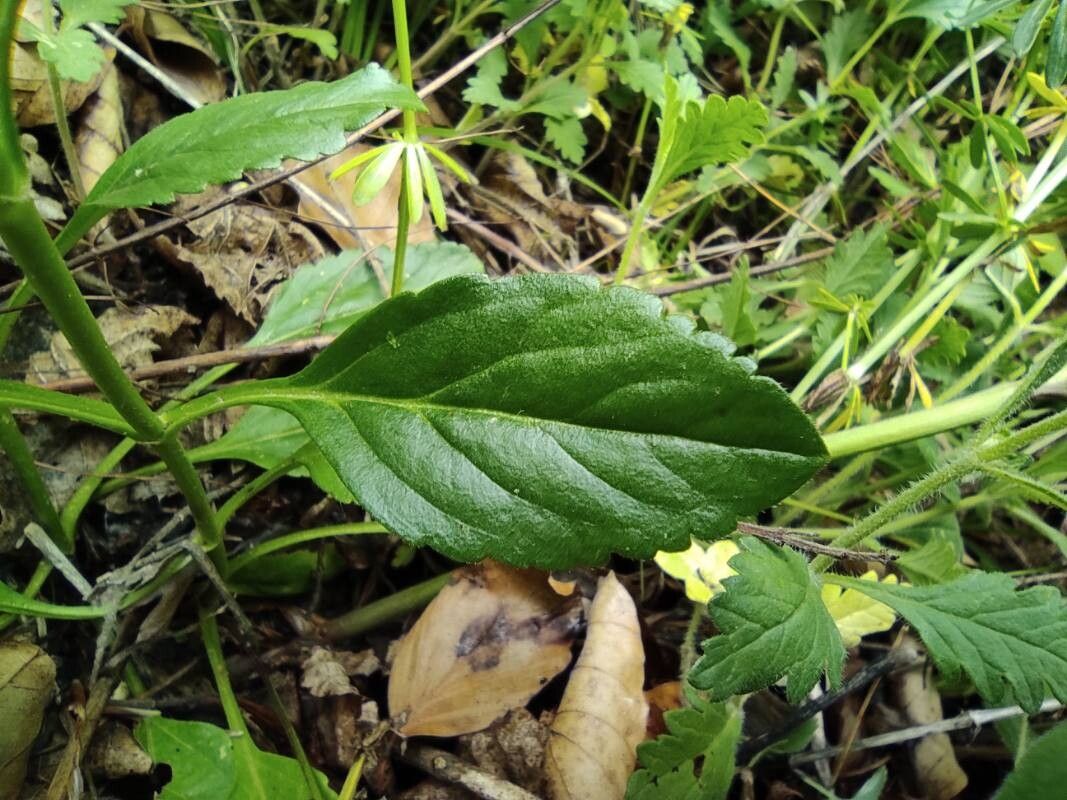 Veronica orchidea bark