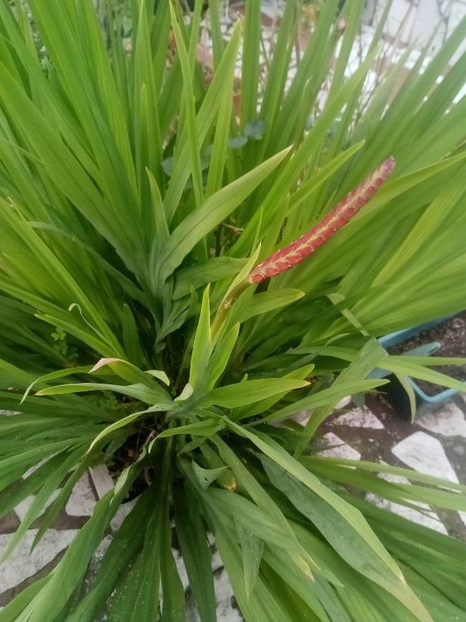 Chasmanthe floribunda leaf