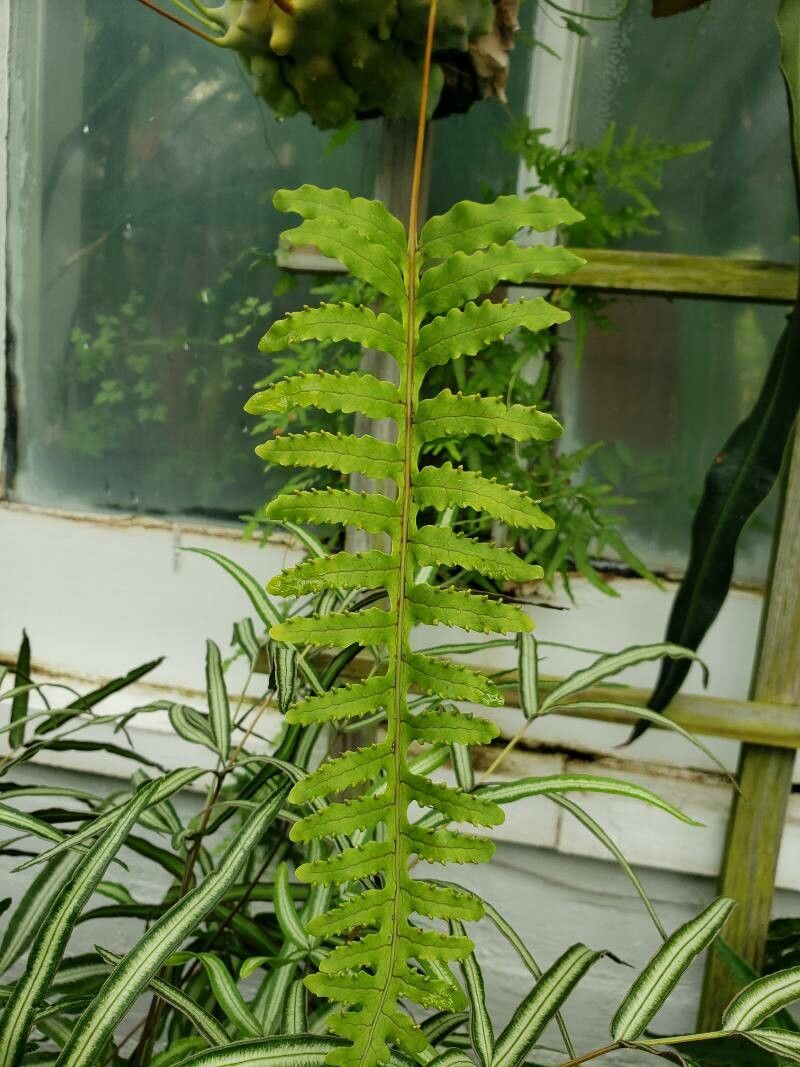 Pleopeltis deparioides — related species from the same genus