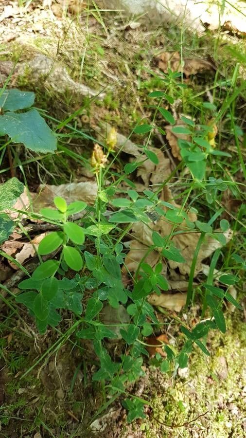 Hypericum pulchrum fruit