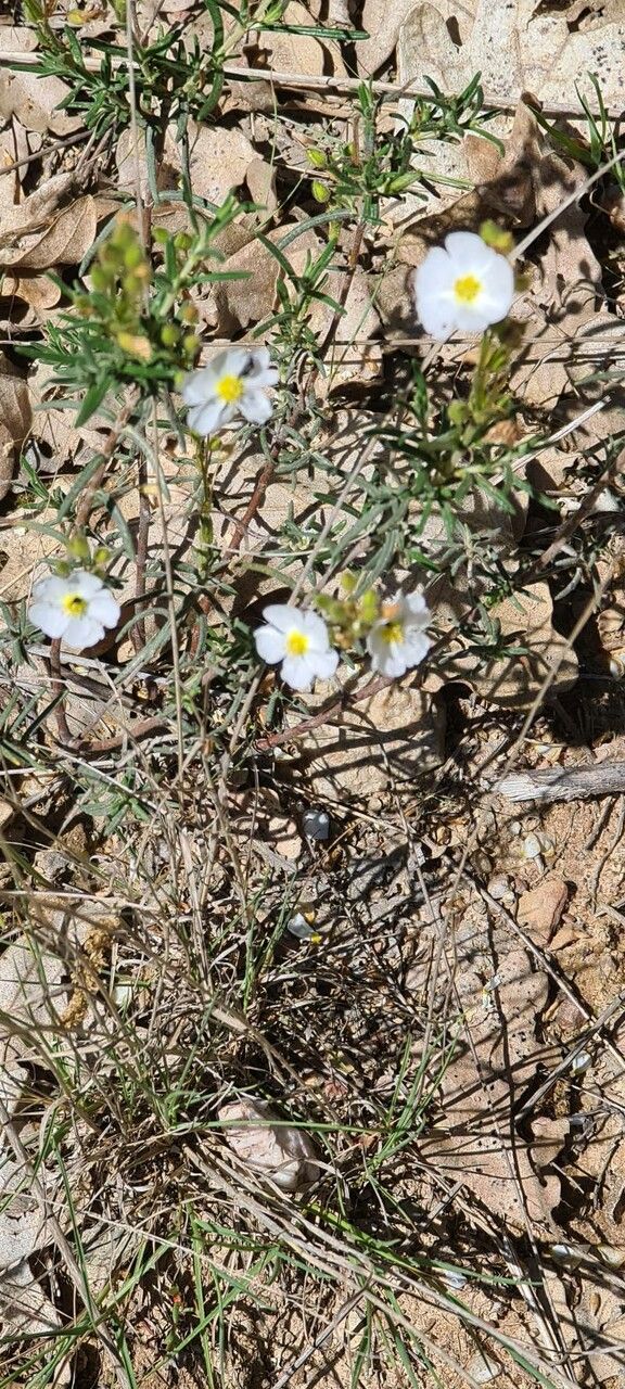 Halimium umbellatum flower