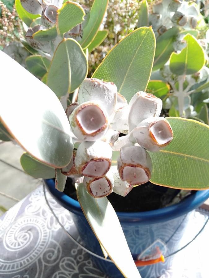 Eucalyptus tetragona — search result for 'Eucalyptus'