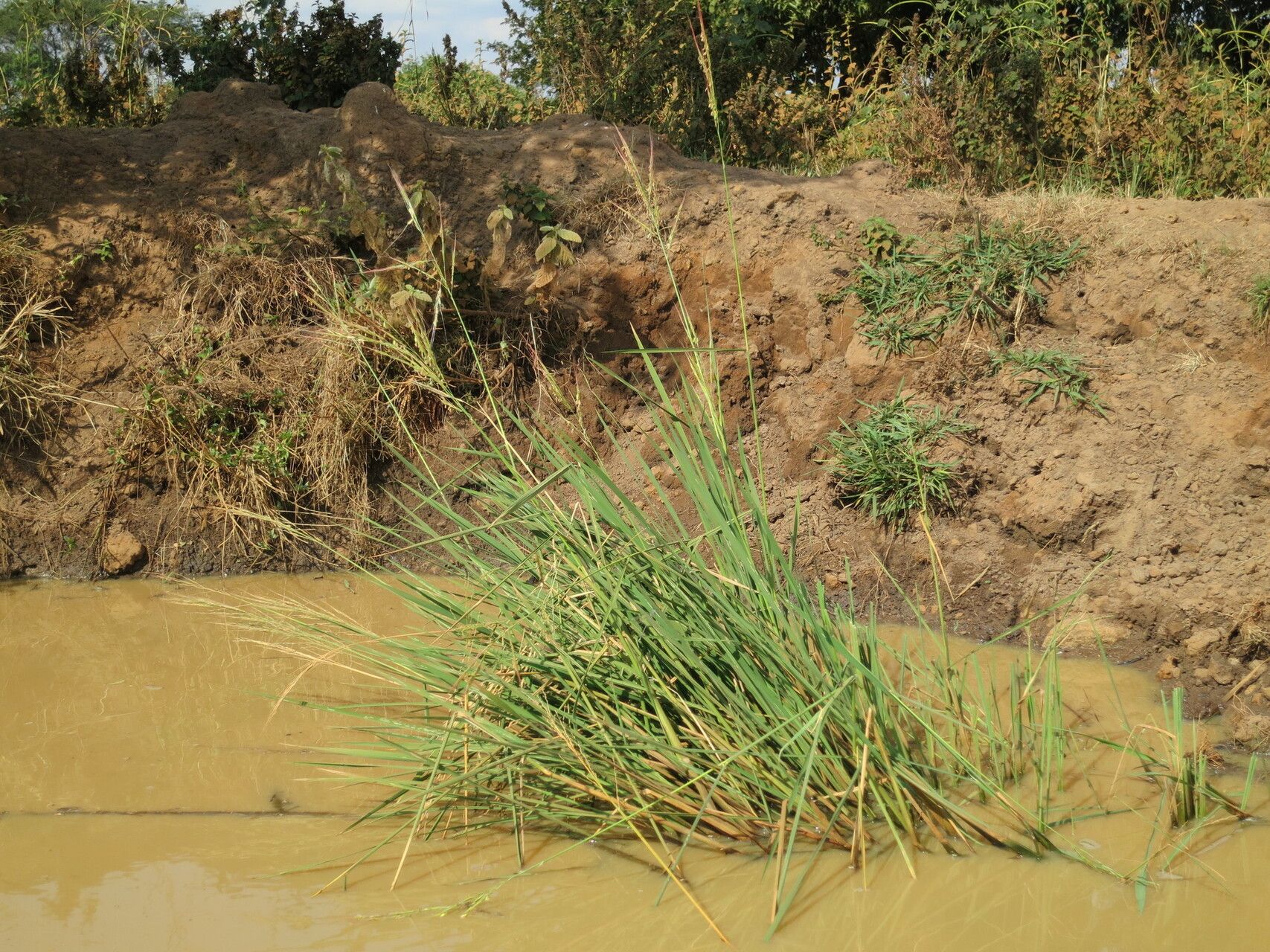 Oryza longistaminata habit