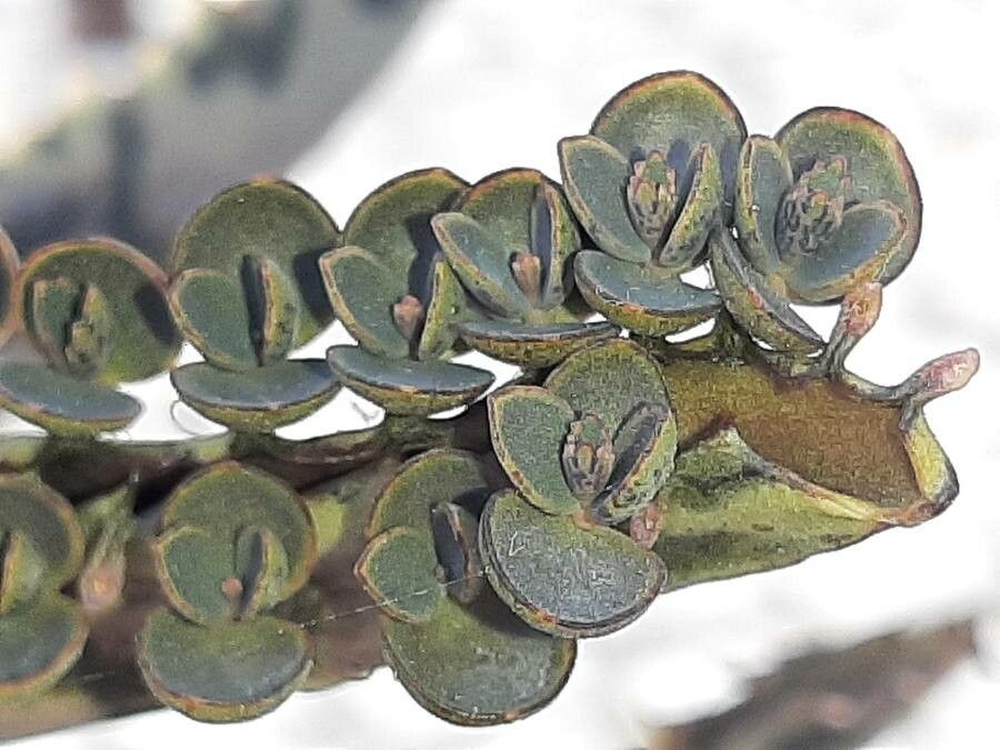 Bryophyllum × houghtonii flower