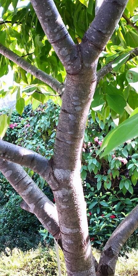 Sindora tonkinensis bark