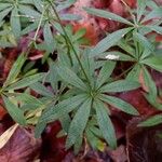 Galium odoratum