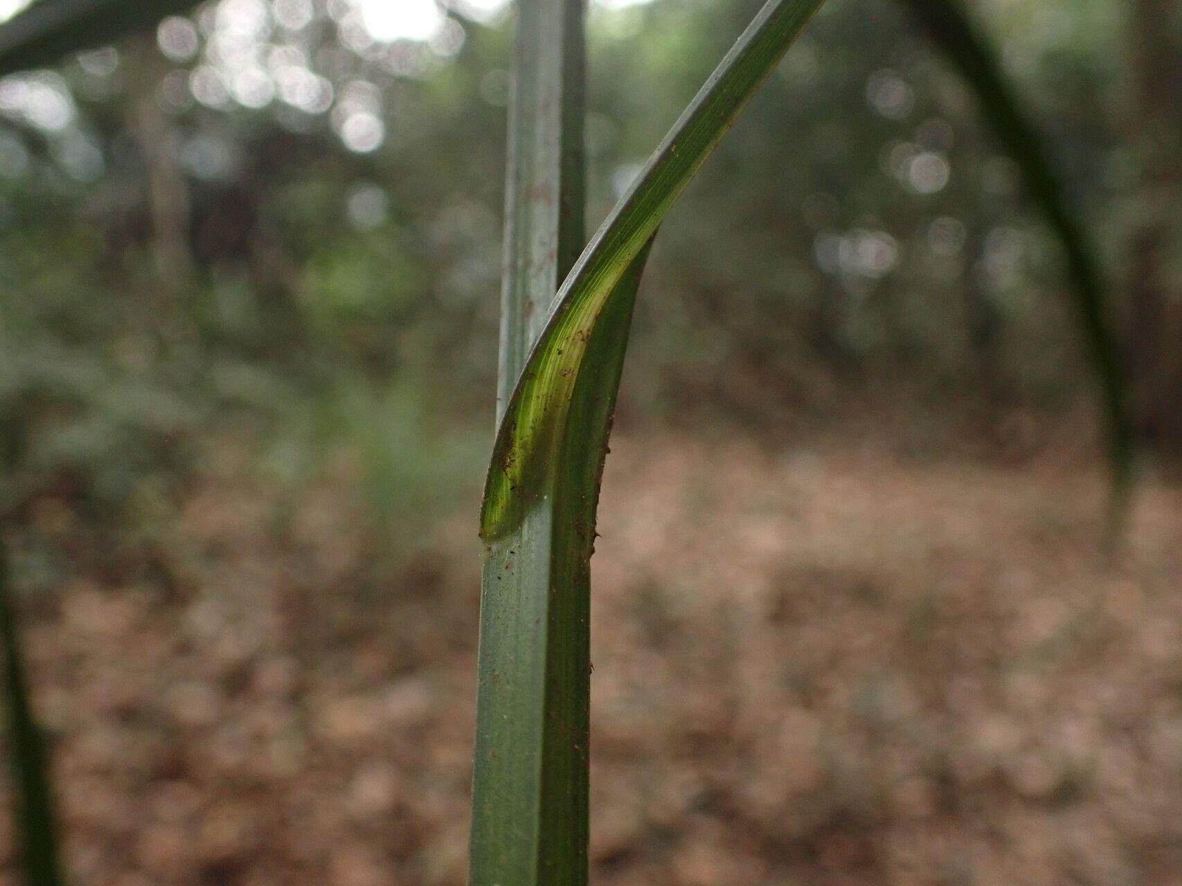 Scleria naumanniana bark