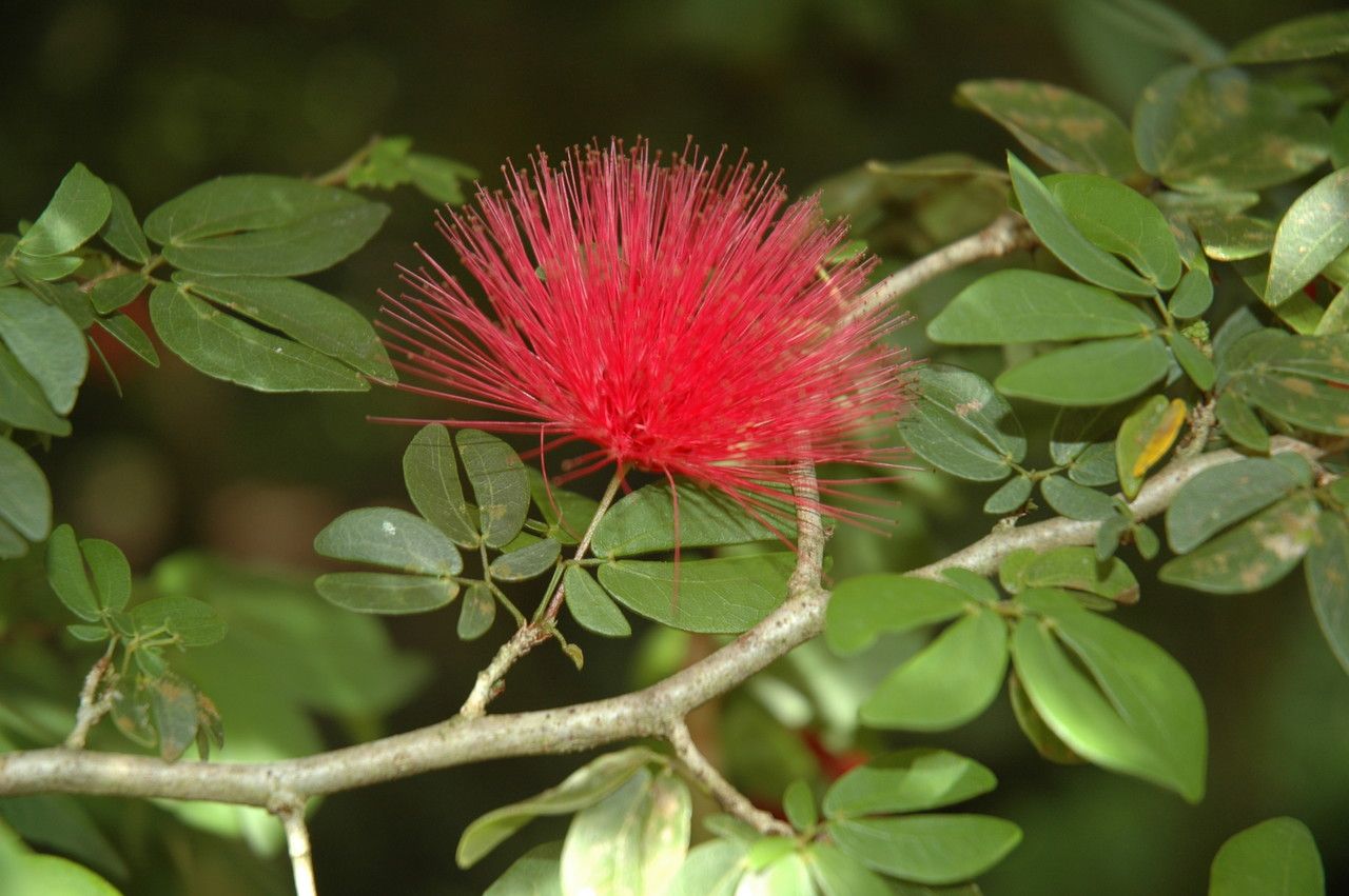 Calliandra tergemina flower