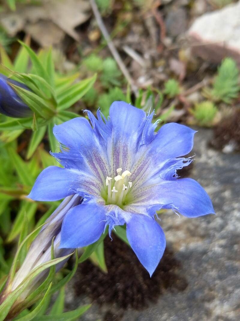 Gentiana septemfida flower