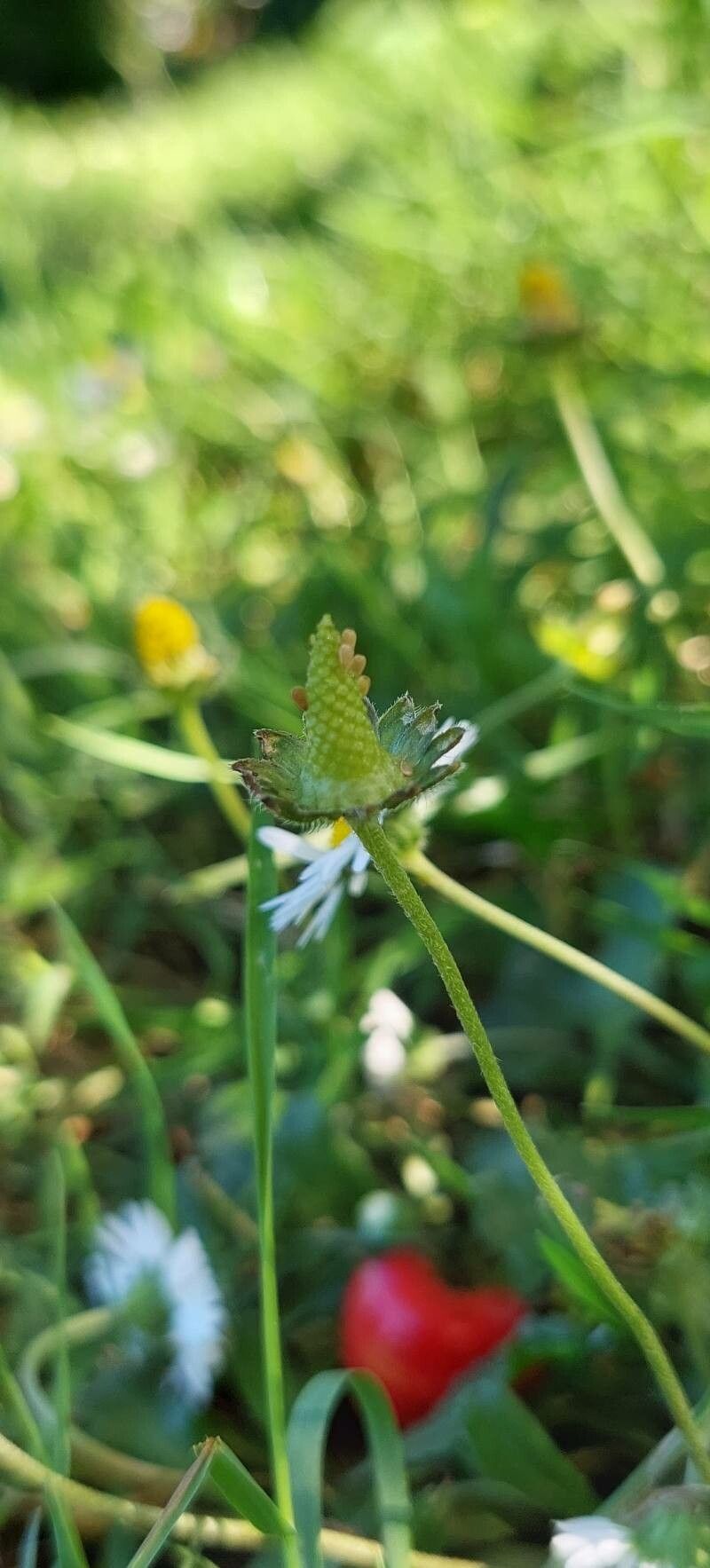 Bellis annua fruit