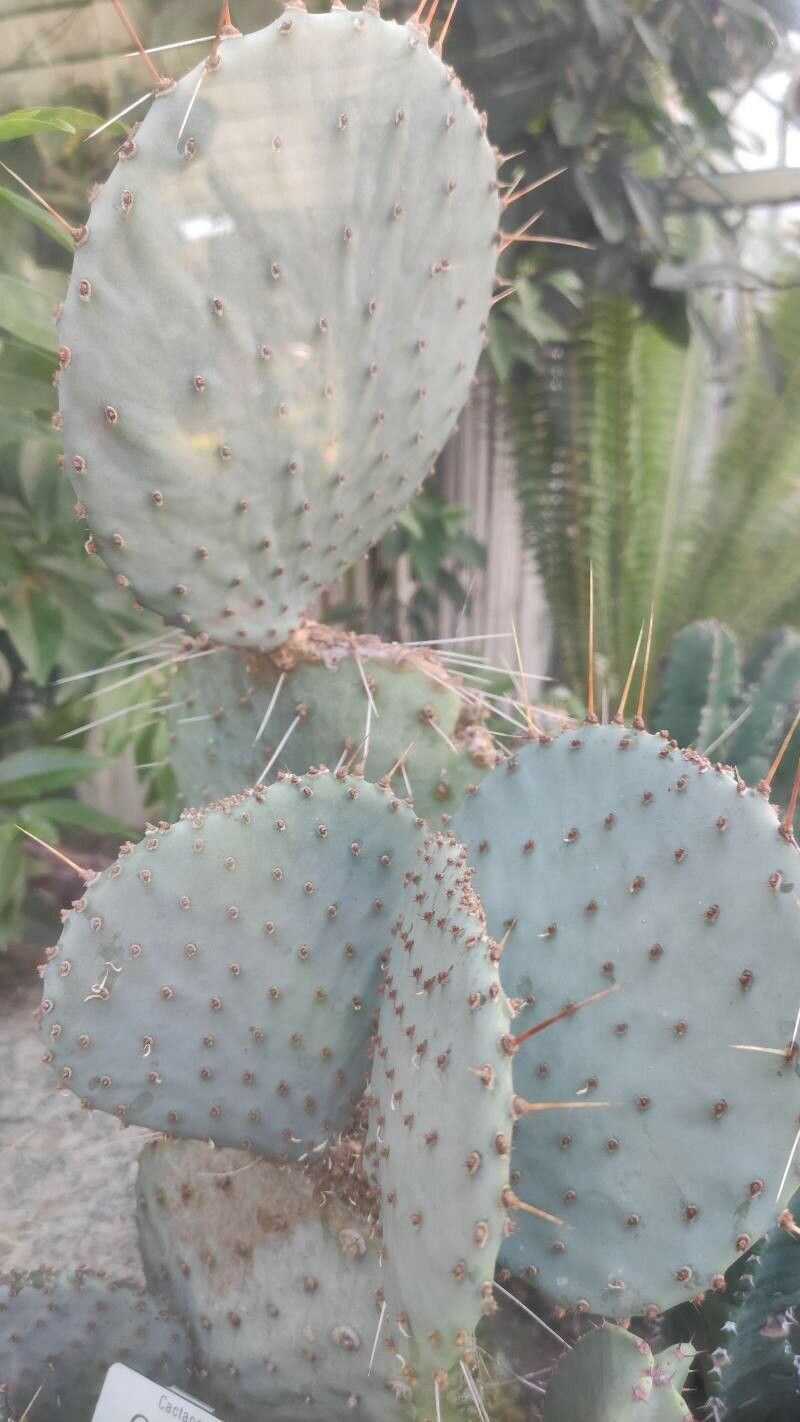 Opuntia azurea habit