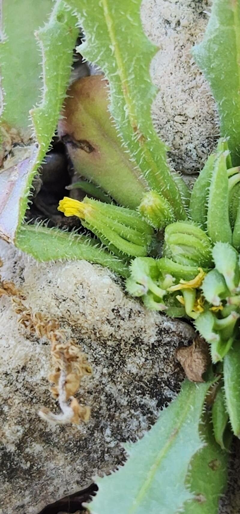 Garhadiolus hedypnois flower