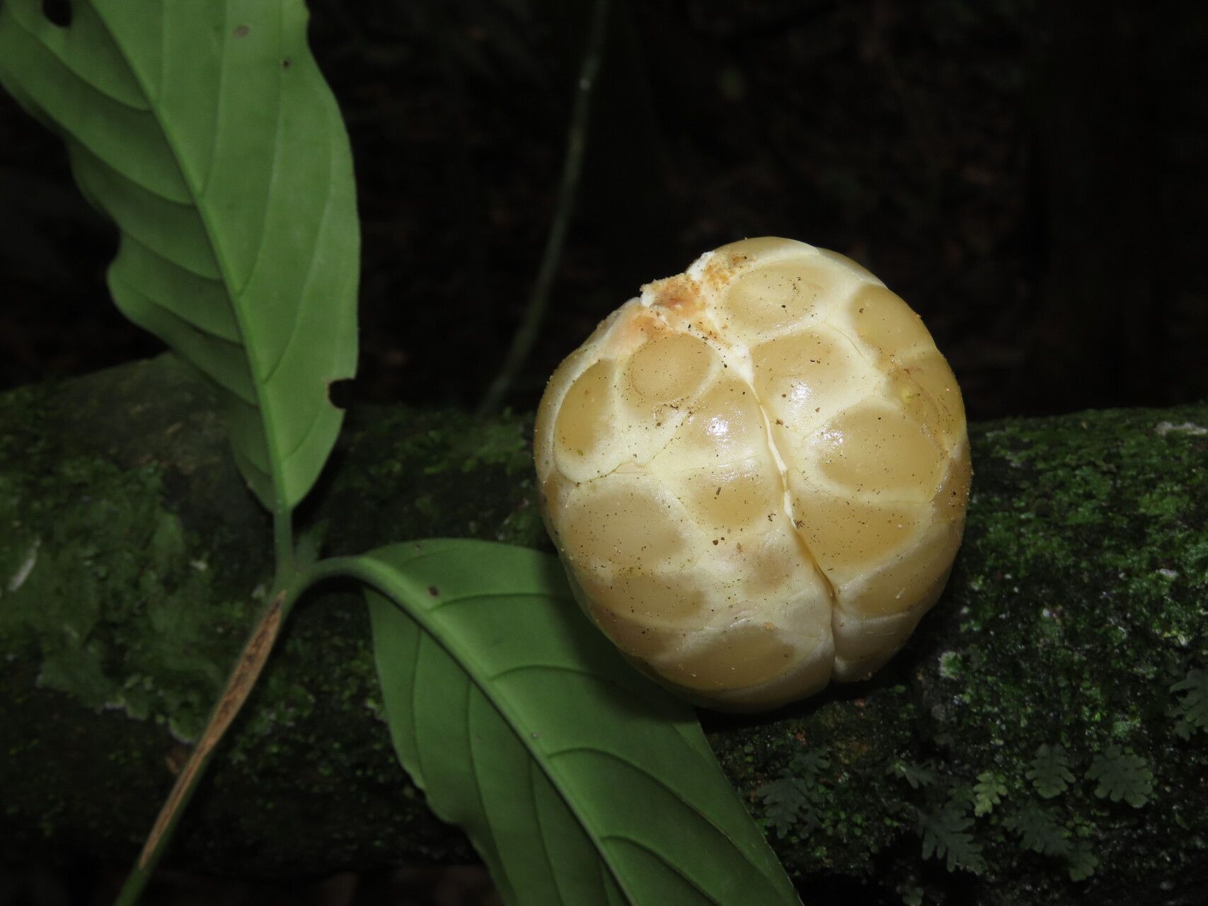 Posoqueria grandifructa fruit